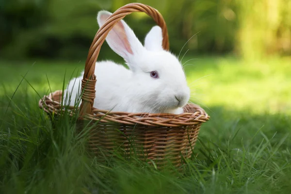 stock image Cute white rabbit in wicker basket on grass outdoors