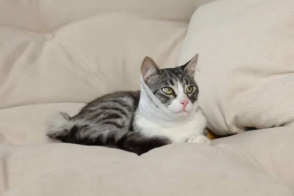 Niedliche Katze Mit Medizinischem Verband Den Hals Gewickelt Auf Sofa — Stockfoto
