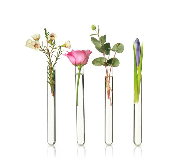 Different Plants Test Tubes White Background — Stock Photo, Image