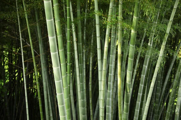 在森林里生长的美丽的竹子植物 — 图库照片