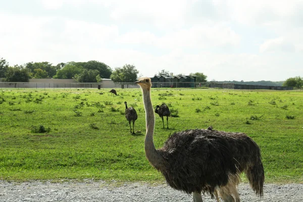 Beautiful African Ostrich Safari Park Summer Day — Stock Photo, Image