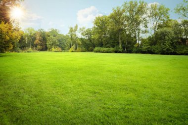 Yeşil çimenleri ve ağaçları olan güzel bir şehir parkı manzarası.