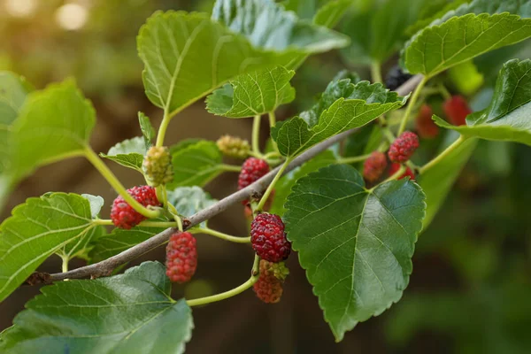 Branch Unripe Mulberries Garden Closeup — Stock Photo, Image