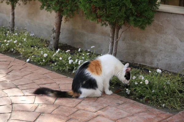 Μοναχική Αδέσποτη Γάτα Στο Πεζοδρόμιο Άστεγο Κατοικίδιο — Φωτογραφία Αρχείου