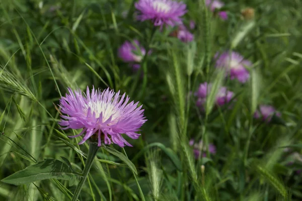Piękny Fioletowy Chaber Rosnący Trawie Świeżym Powietrzu Zbliżenie — Zdjęcie stockowe
