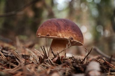 Ormanda yetişen güzel Porcini mantarı, yakın plan.