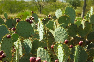Güneşli bir günde dışarıda yetişen güzel dikenli armut kaktüsü.