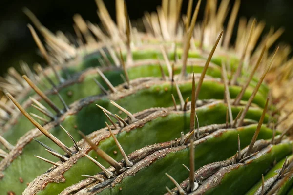 Nahaufnahme Von Schönen Kakteen Sonnigen Tagen Tropische Pflanze — Stockfoto