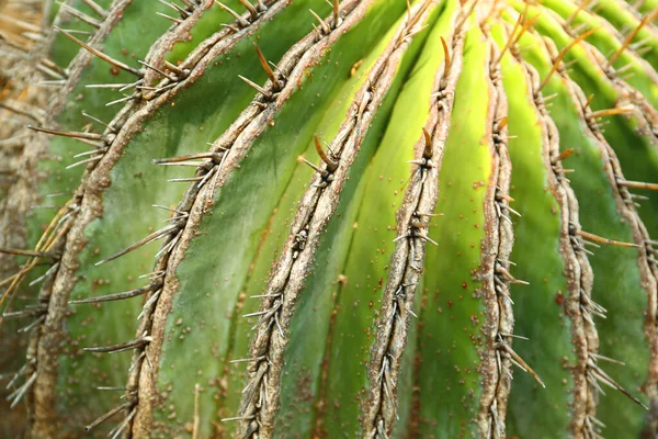 美しいサボテンのクローズアップビュー 熱帯植物 — ストック写真
