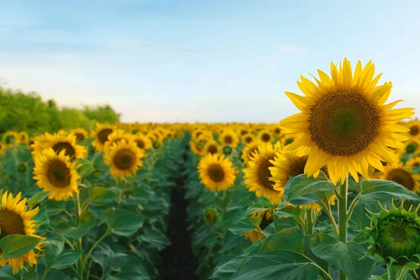 Vacker Utsikt Över Fältet Med Blommande Solrosor Himlen Sommardagen — Stockfoto