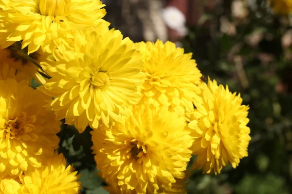 Όμορφα Κίτρινα Χρυσάνθεμα Λουλούδια Που Αναπτύσσονται Εξωτερικούς Χώρους Κοντινό Πλάνο — Φωτογραφία Αρχείου