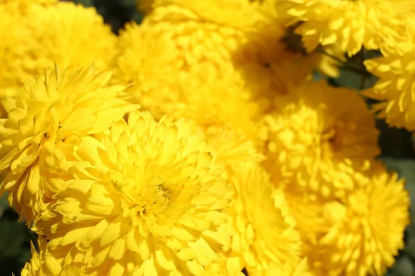 Vackra Gula Krysantemum Blommor Växer Utomhus Närbild — Stockfoto