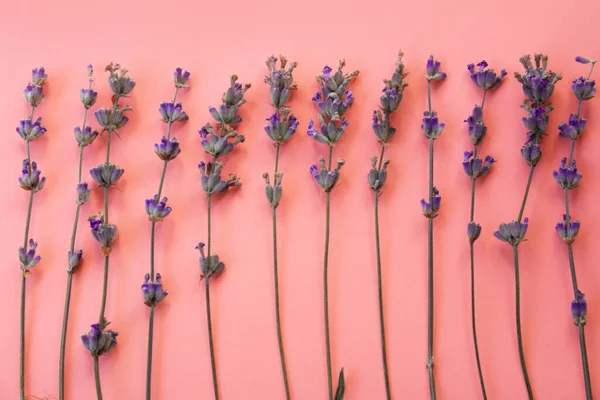 Komposition Mit Schönen Lavendelblüten Auf Rosa Hintergrund Flache Lage — Stockfoto