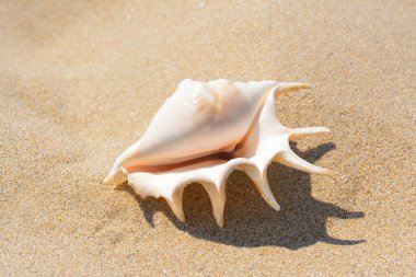 Sandy beach with beautiful seashell on sunny day