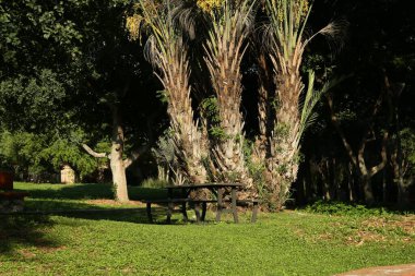 Güneşli bir günde, boş ahşap piknik masası, banklar ve parkta güzel ağaçlar.