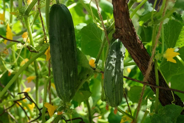 Cucumbers Growing Bush Fence Garden Closeup — Stock Photo, Image
