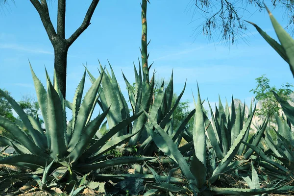晴れた日に屋外で成長する美しいアガベ植物 — ストック写真