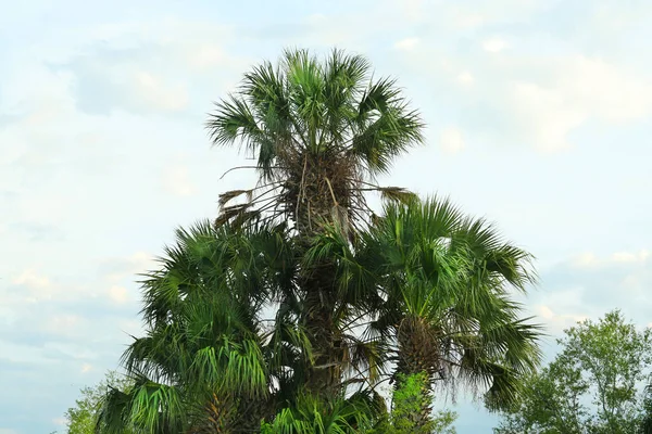 Hermosa Vista Palmeras Contra Cielo Nublado Plantas Tropicales — Foto de Stock