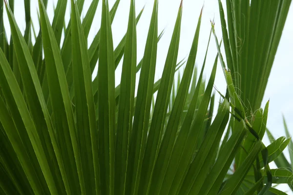 Vackert Palmblad Mot Blå Himmel Närbild Tropiska Växter — Stockfoto