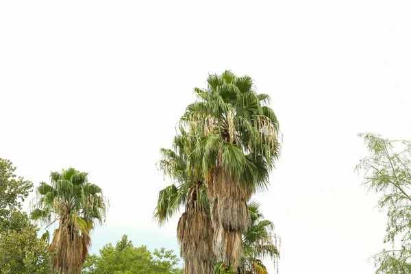 Tropische Palmen Mit Schönen Grünen Blättern Gegen Den Himmel — Stockfoto