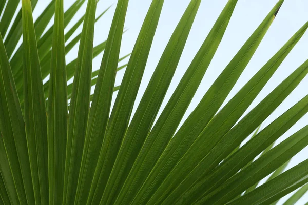 Vackert Palmblad Mot Blå Himmel Närbild Tropiska Växter — Stockfoto