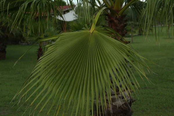 美丽的棕榈叶和室外树木 热带植物 — 图库照片
