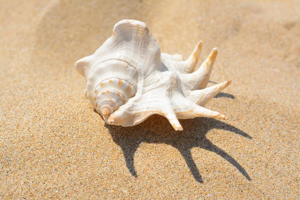 Sandy beach with beautiful seashell on sunny day