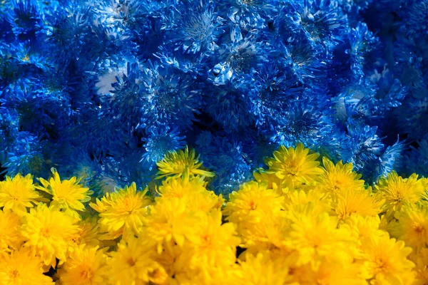 Ukraińska Flaga Pięknych Niebiesko Żółtych Kwiatów Jako Tło Zbliżenie — Zdjęcie stockowe
