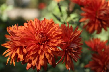 Bahçede büyüyen güzel kasımpatı çiçekleri, yakın plan