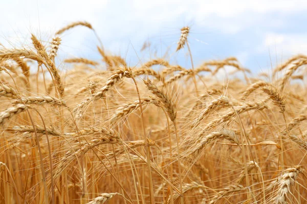 農業分野での熟した小麦のスパイク クローズアップ — ストック写真