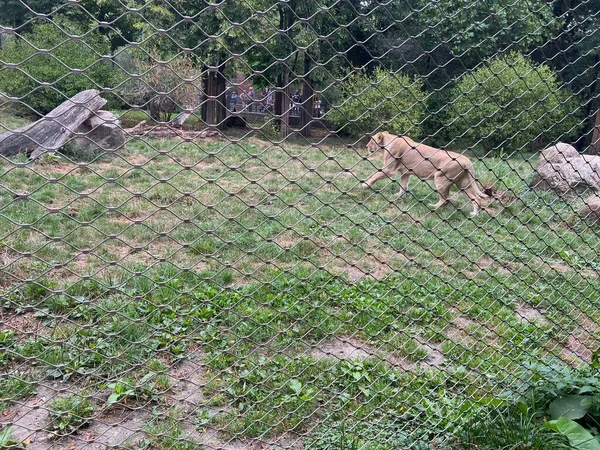 Belle Lionne Africaine Bonne Santé Dans Enceinte Zoo — Photo