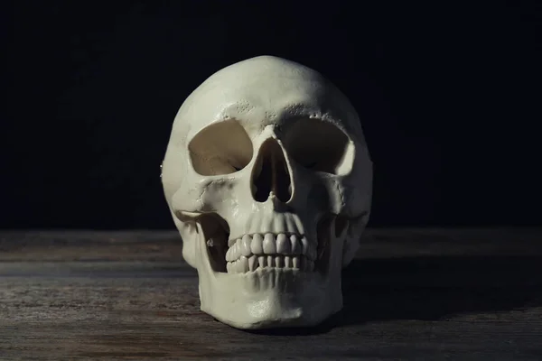인간의 두개골 — 스톡 사진