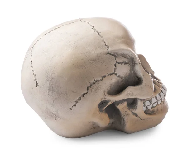 Cráneo Humano Con Dientes Aislados Blanco — Foto de Stock