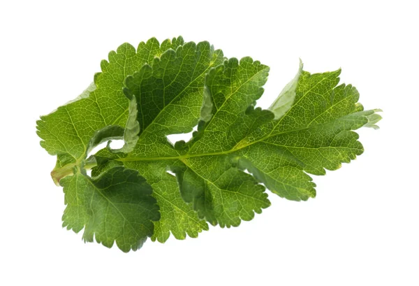 Fresh Green Parsnip Leaf Isolated White — Stock Photo, Image