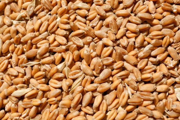 Куча Пшеничных Зерен Качестве Фона Вид Крупным Планом — стоковое фото