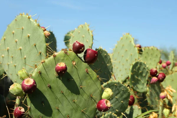 Beaux Cactus Poires Épineuses Poussant Extérieur Jour Ensoleillé Gros Plan — Photo