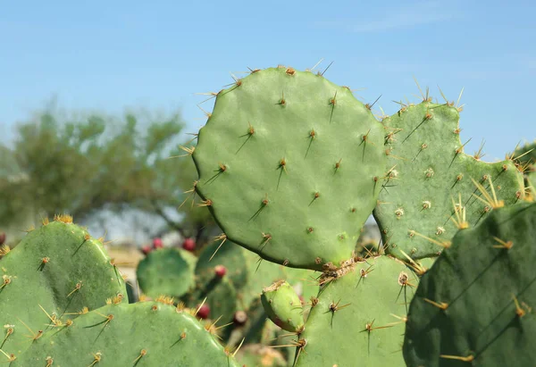 Hermosos Cactus Pera Espinosa Que Crecen Aire Libre Día Soleado —  Fotos de Stock