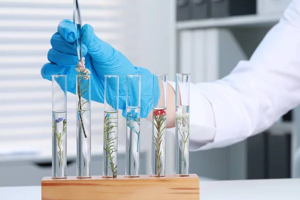 Scientifique Mettant Une Plante Dans Tube Essai Table Blanche Laboratoire — Photo