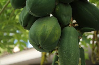 Açık havada ağaçta yetişen olgunlaşmamış papaya meyveleri, yakın plan.