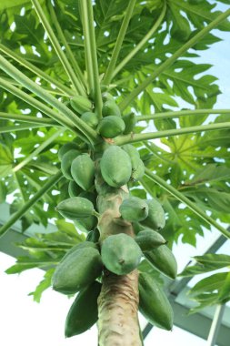 Ağaçta yetişen olgunlaşmamış papaya meyveleri, düşük açı manzaralı.