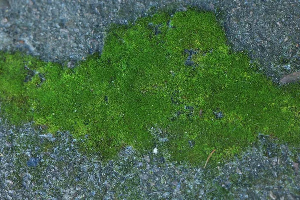 Ściana Teksturowana Zielonym Mchem Jako Tło Zbliżenie — Zdjęcie stockowe