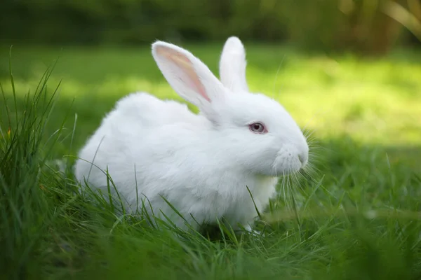 Niedliche Weiße Kaninchen Auf Grünem Gras Freien — Stockfoto
