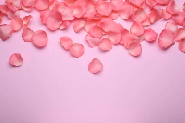 Gyönyörű Rózsa Virágszirmok Rózsaszín Háttér Lapos Laikus Szöveg Helye — Stock Fotó