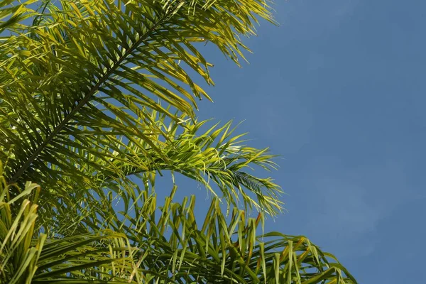 青い空に対する美しい緑のヤシの木 テキストのためのスペース — ストック写真