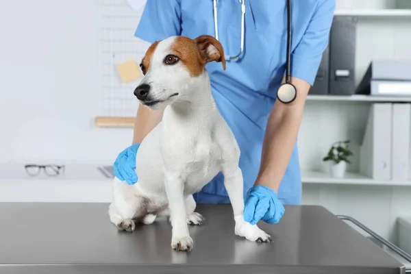 Tierarzt Legt Verband Auf Pfote Des Hundes Tisch Klinik Nahaufnahme — Stockfoto