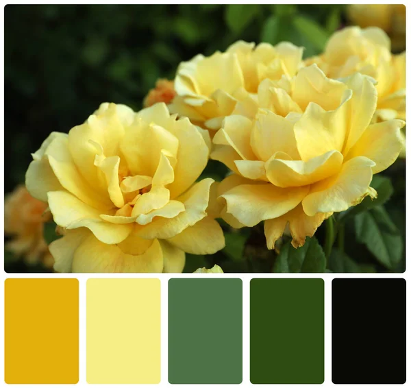 Красиві Квітучі Жовті Троянди Кольорова Палітра Колаж — стокове фото
