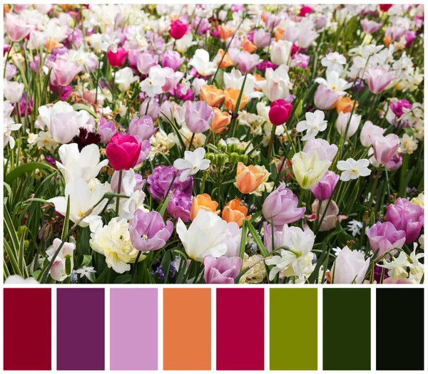 Många Vackra Olika Blommor Och Färgpalett Kollage — Stockfoto