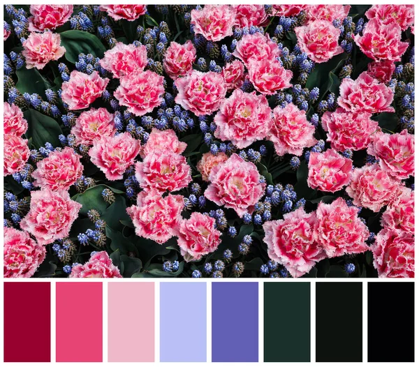Много Красивых Тюльпанов Мускари Цветов Цветовой Палитры Коллаж — стоковое фото