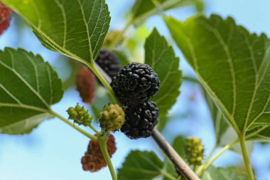 Branch with ripe and unripe mulberries in garden, closeup