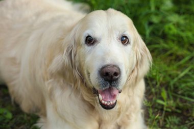 Parktaki yeşil çimlerde uzanan sevimli golden retriever.